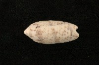 藏品(紫口榧螺)的圖片